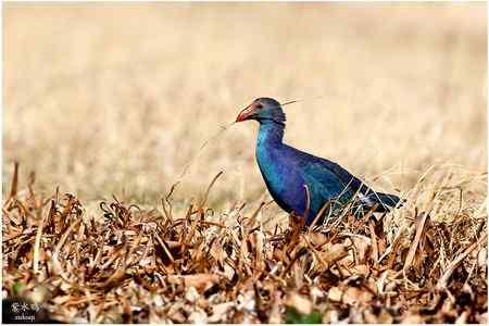 七彩云南的“精灵” 七彩云南的“精灵”