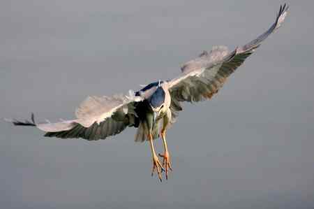 济南明湖夜鹭初拍