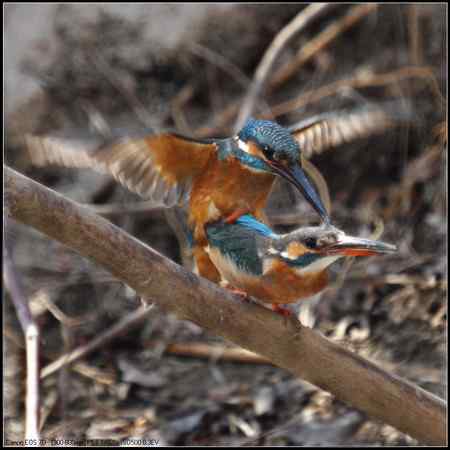 小翠开始“踩蛋儿”啦！