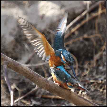 小翠开始“踩蛋儿”啦！