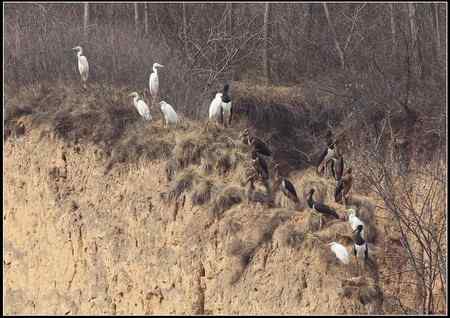 陕西观鸟会铜川观鸟，拍鸟印象