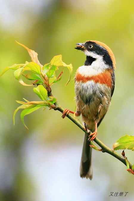 红头长尾山雀 最忙碌的季节