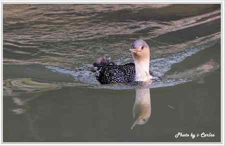罕见稀有的紅喉潛鳥竟然造访宝岛台湾 罕见稀有的紅喉潛鳥竟然造访宝岛台湾