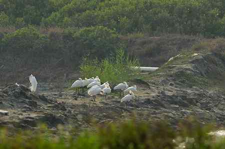 黑琵北返前最後的身影