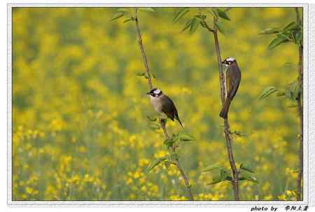 菜花菜鸟 菜花菜鸟