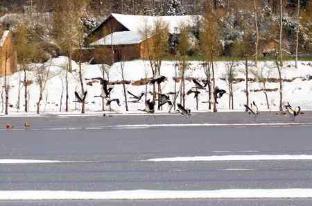 埝湖拍黑颈鹤系列