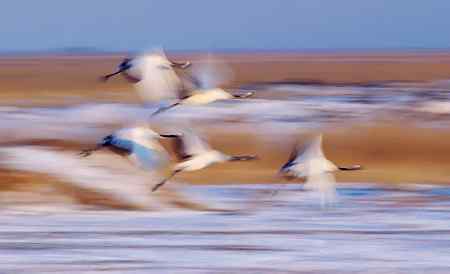 一组慢速拍摄的丹项鹤。