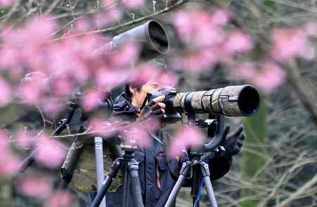 杭州植物园又拍樱花与绣眼