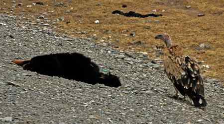 青海高原的鹰，秃鹫，狐狸和狼