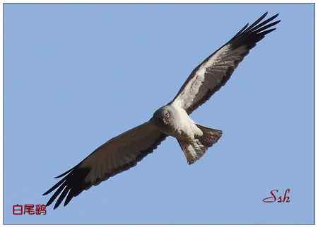 京城猛禽【组图】