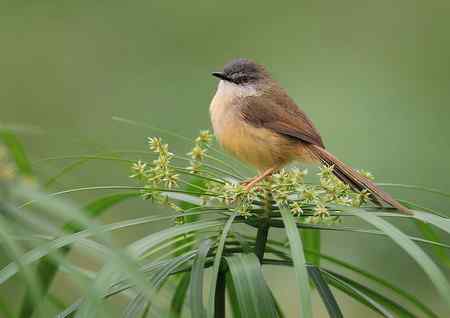 黄腹鹪莺美丽超清晰图组