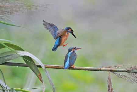 翠鸟的甜蜜爱情