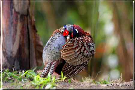 環頸雉【组图】