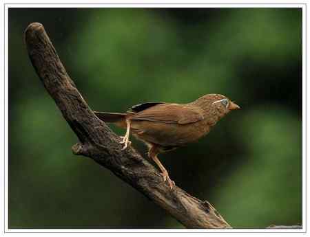 小雨中的    画鹛