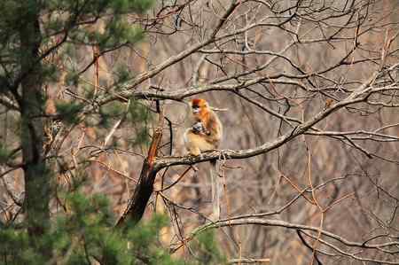 拍鸟拍到了川金丝猴 拍鸟拍到了川金丝猴