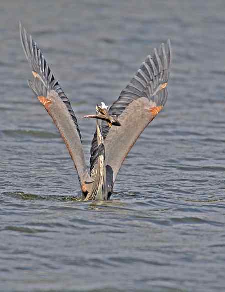 苍鹭吃鱼 美国洛杉矶