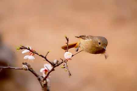 都是“家养的”菜鸟！