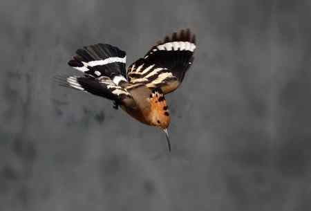 隔着车前挡玻璃的两只戴胜