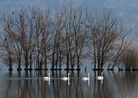三门峡黄河湿地天鹅大联展