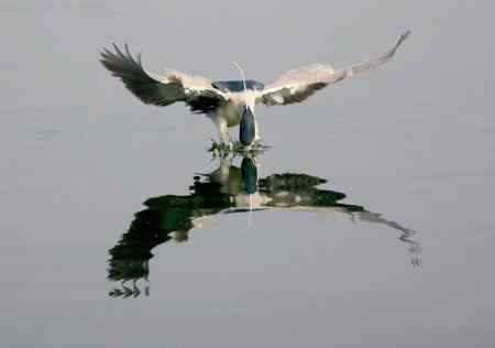 济南明湖夜鹭初拍