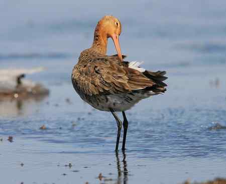 黑尾塍鹬 梳理羽毛