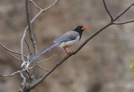北红,大斑啄木鸟,红嘴蓝鹊等
