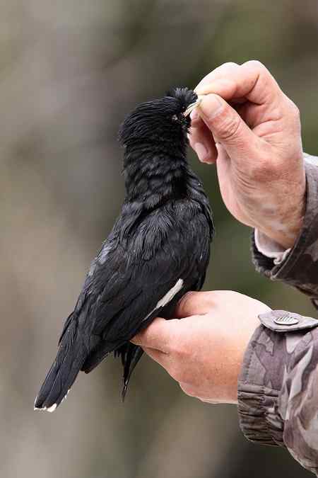 八哥被猫所害 同伴深情的呼唤