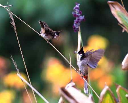 母子俩－－小鹎