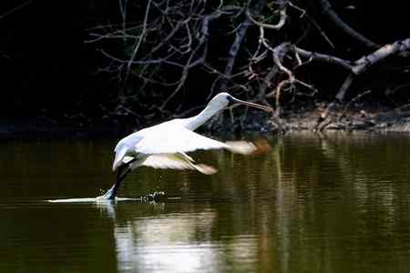 等候黑臉琵鷺出现