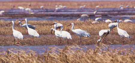 大风把白鹤吹到我眼前了