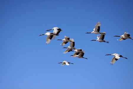 在蓝天中翱翔【美图】