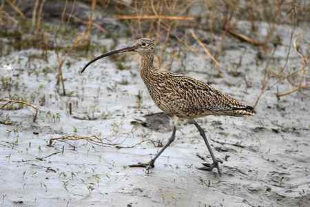 喜见当年大勺鹬 喜见当年大勺鹬