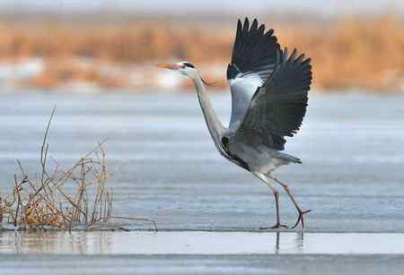 冰上苍鹭,白面皮鹭