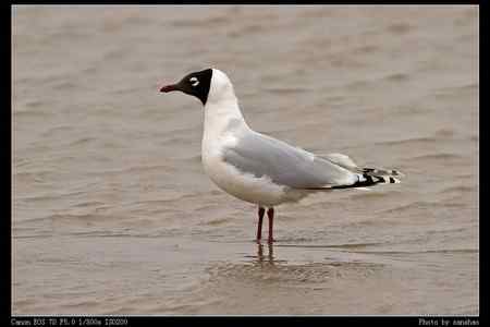盘锦湿地的水鸟：遗鸥等