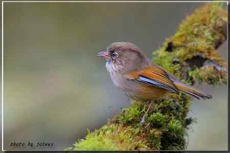 台湾合欢山三千米的驚豔