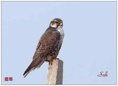 京城猛禽【组图】