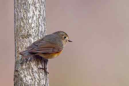 黑喉石鵖与红胁蓝尾鸲外加褐柳莺