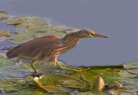 池鹭  寻鱼，像是鬼子进村！
