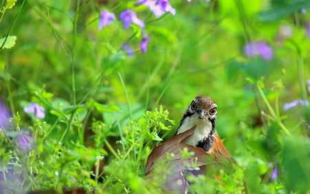 黑领噪鹛与樱花