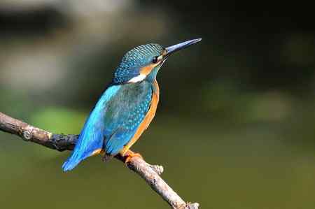 一翠三姿 美丽连连