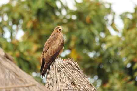 起早了，好困啊！！！