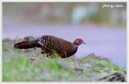 台中大雪山瑰寶——蓝腹鹇、帝雉