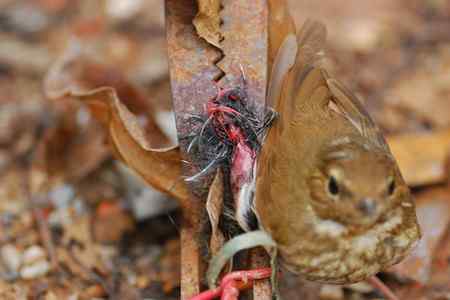 小鸟被捕鼠夹夹住：紧急求助