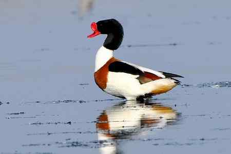 翘鼻麻鸭的故事