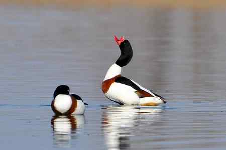 翘鼻麻鸭的故事