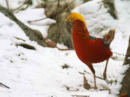 红腹锦鸡报晓贺新春 红腹锦鸡报晓贺新春