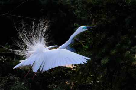 10首拍象山白鹭一组