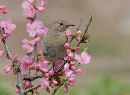 北红,大斑啄木鸟,红嘴蓝鹊等
