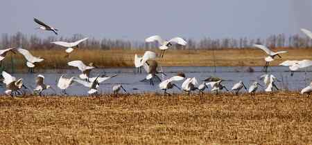 琵琶鹭及侯鸟已飞回向海