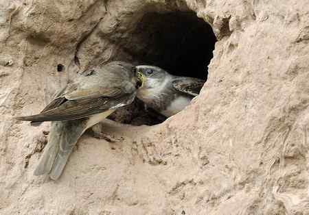 崖沙燕和冠鱼狗 崖沙燕和冠鱼狗